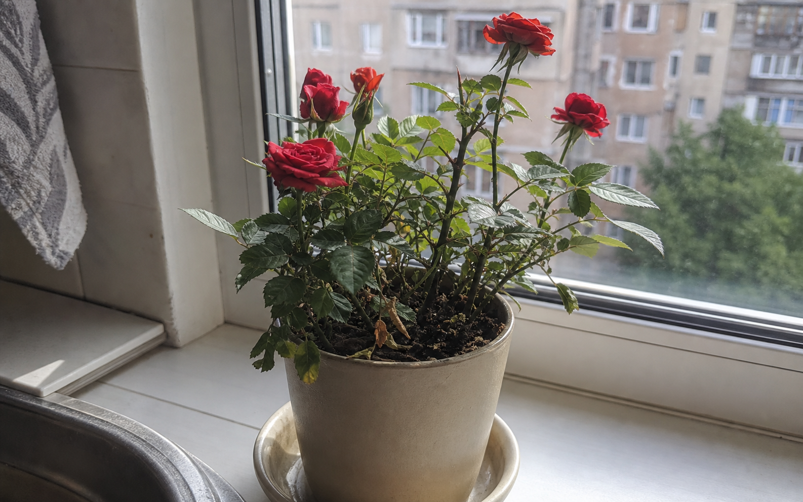 Плетистая роза на опоре